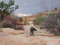image of whippet
