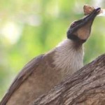 image of bird