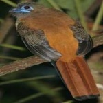 image of bird