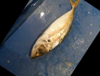 image of fish