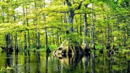 image of swamp
