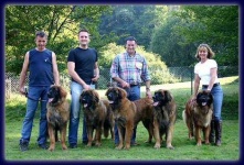 image of leonberg