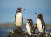 image of penguin