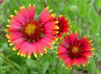 image of flower