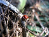image of animal