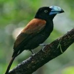 image of bird