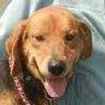 image of english_foxhound
