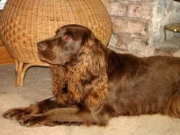 image of sussex_spaniel #34