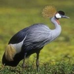 image of bird