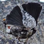 image of bird