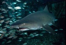 image of tiger_shark