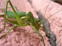 image of grasshopper