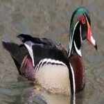 image of wood_duck #17