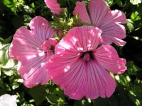 image of flower