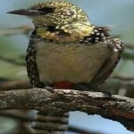 image of bird