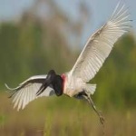 image of bird