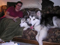 image of malamute