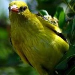 image of bird