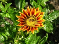 image of flower