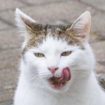 image of animal