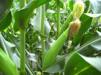 image of ear_corn #9