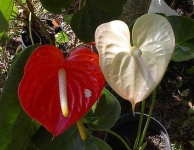 image of flower