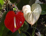 image of anthurium #11