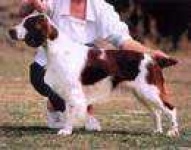 image of welsh_springer_spaniel #18