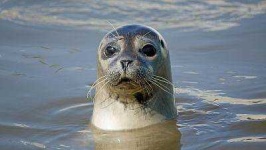 image of animal