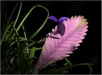 image of flower