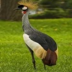 image of bird