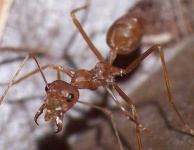 image of ant