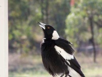 image of magpie