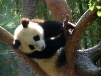 image of giant_panda