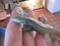 image of whiptail