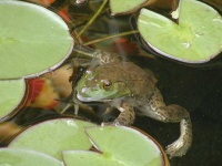 image of bullfrog