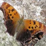 image of animal