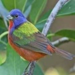 image of bird