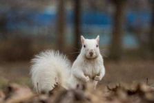 image of animal