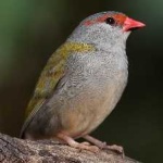 image of bird