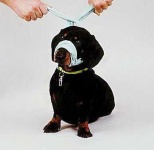 image of muzzle