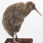 image of bird