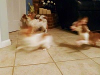 image of papillon
