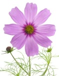 image of flower