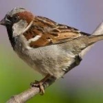 image of bird