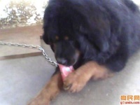 image of tibetan_mastiff #5