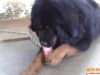 image of tibetan_mastiff
