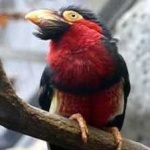 image of bearded_barbet #26