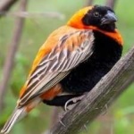 image of bird
