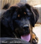image of tibetan_mastiff #23